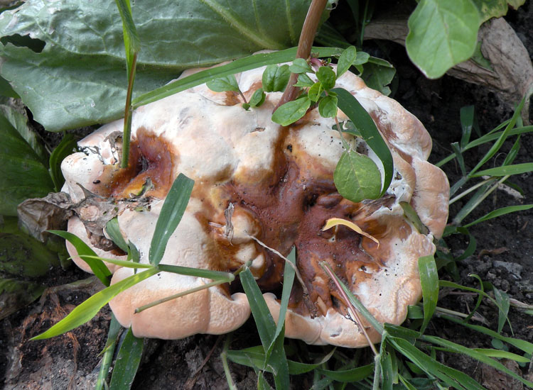 Ganoderma sp